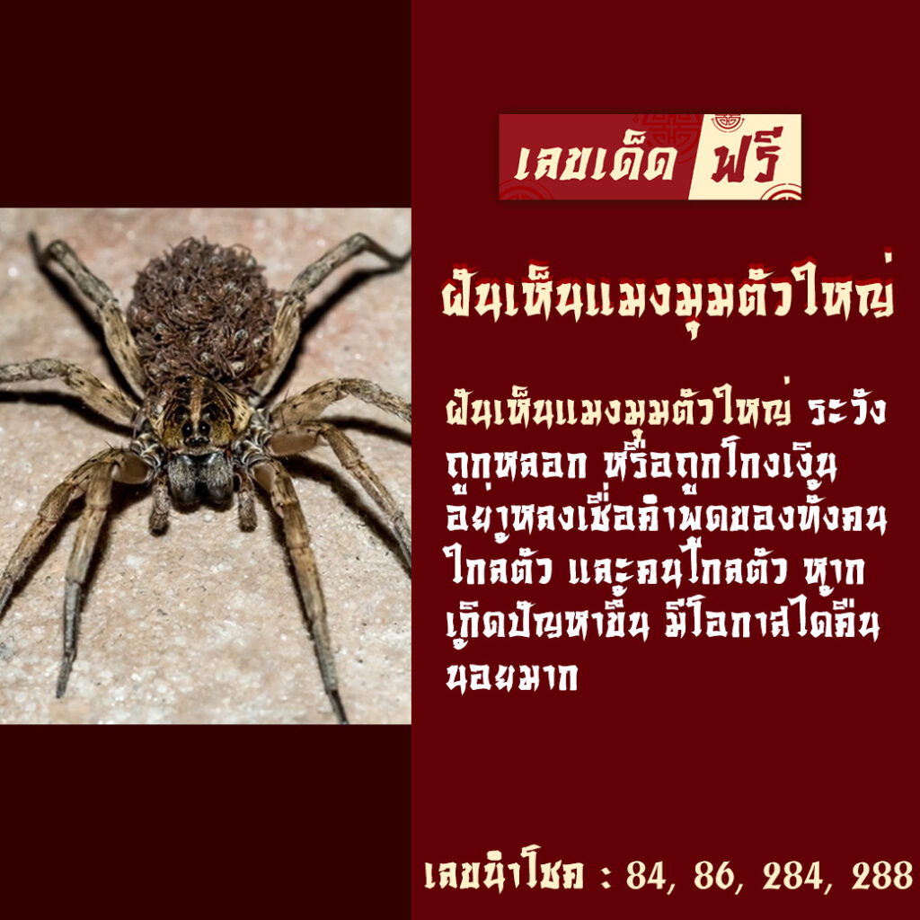 ฝันเห็นแมงมุมตัวใหญ่