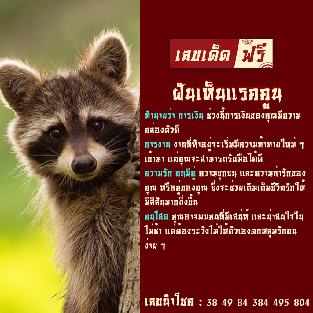 ฝันเห็นแรคคูน